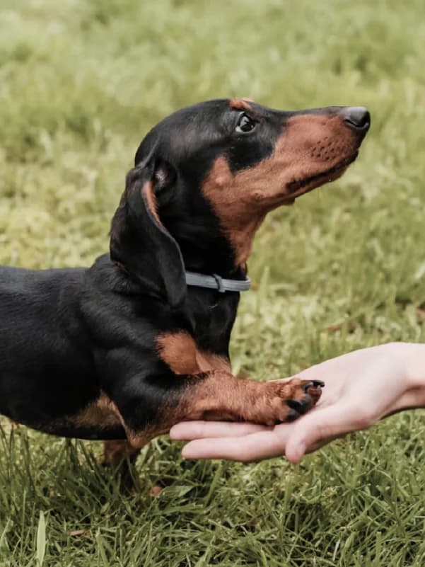 A dachshund placing its paw in a person's open hand on a grassy field